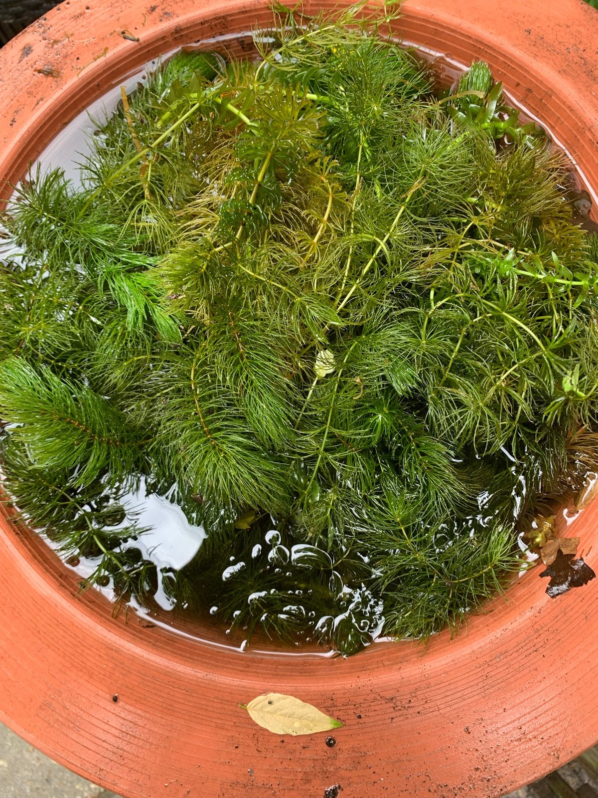Waterpest. Gratis af te halen, Ophalen