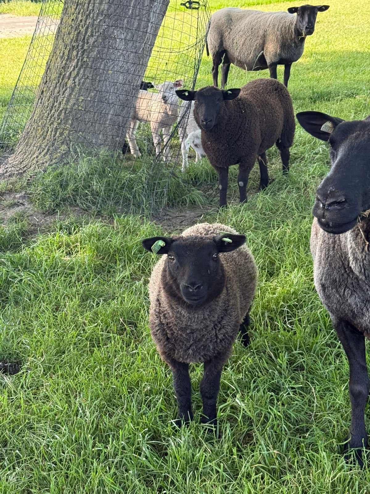 2 rammen / schapen, Dieren en Toebehoren, Schapen, Geiten en Varkens, Mannelijk, Schaap
