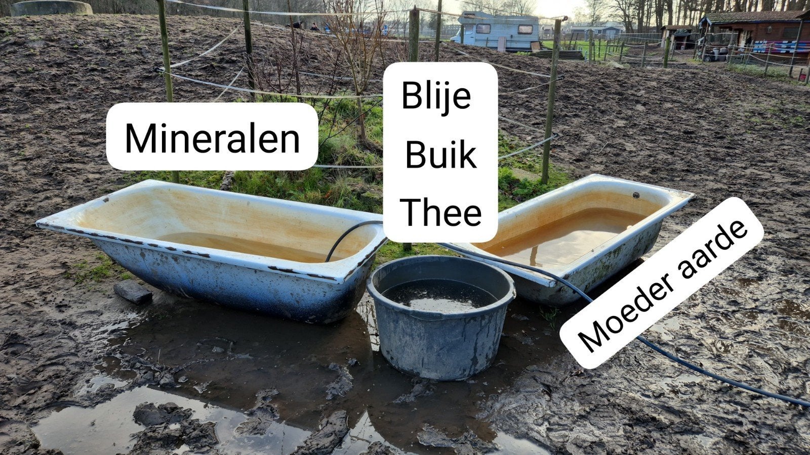 Gezocht: stalgenoot voor onze Paddock Paradise in Veldhoven, Weidegang, 2 of 3 paarden of pony's