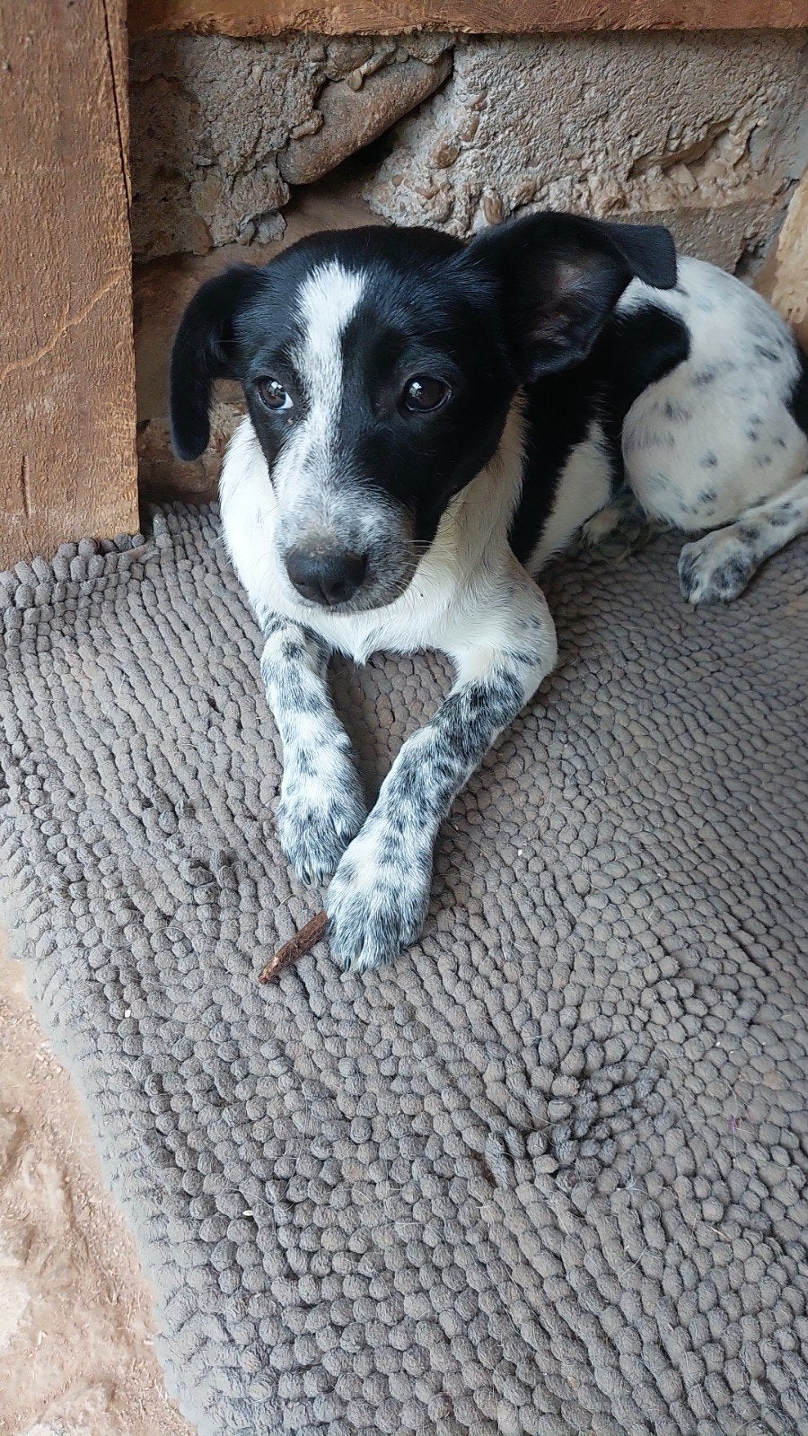 Lieve kleine Djenna zoekt haar familie!, Dieren en Toebehoren, Honden | Niet-rashonden, 15 weken tot 1 jaar, Handelaar, Buitenland