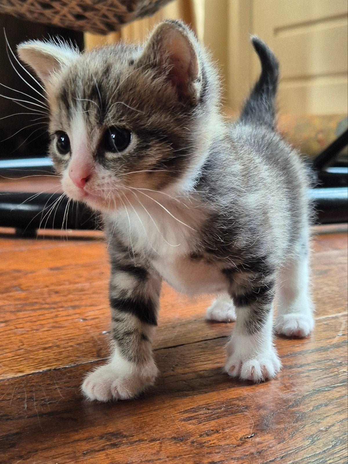 geweldig mooie lieve kittens te koop, Meerdere dieren, Kortharig, 0 tot 2 jaar
