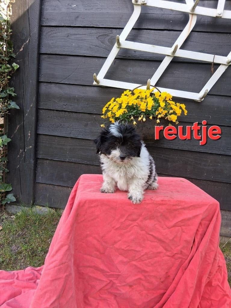 Te koop mooie speelse kleinblijvende boomer pups, Overige rassen, 8 tot 15 weken, Meerdere, Meerdere dieren