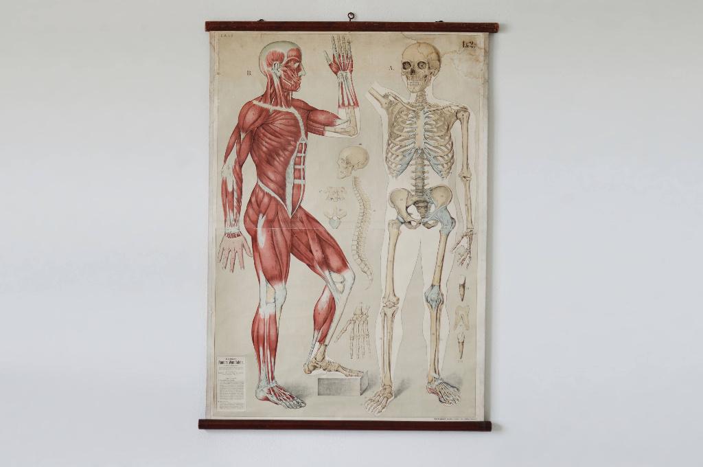 Giga Vintage schoolposter, Anatomie, menselijk lichaam, Ophalen of Verzenden, Overige thema's