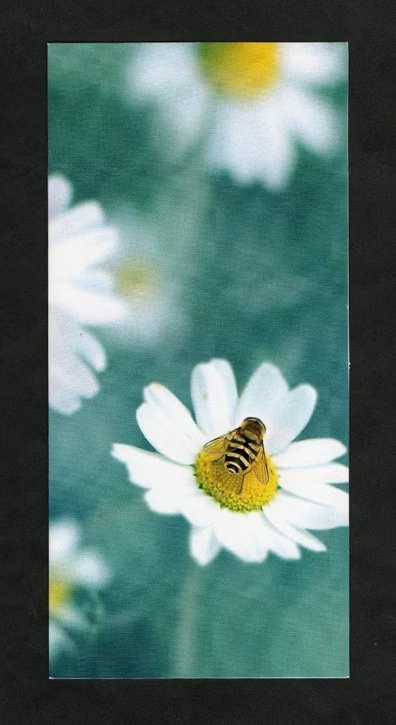 Insect op bloem Zweefvlieg Doodskopzweefvlieg Margriet., Verzamelen, Ophalen of Verzenden, 1980 tot heden, Ongelopen, Overige soorten
