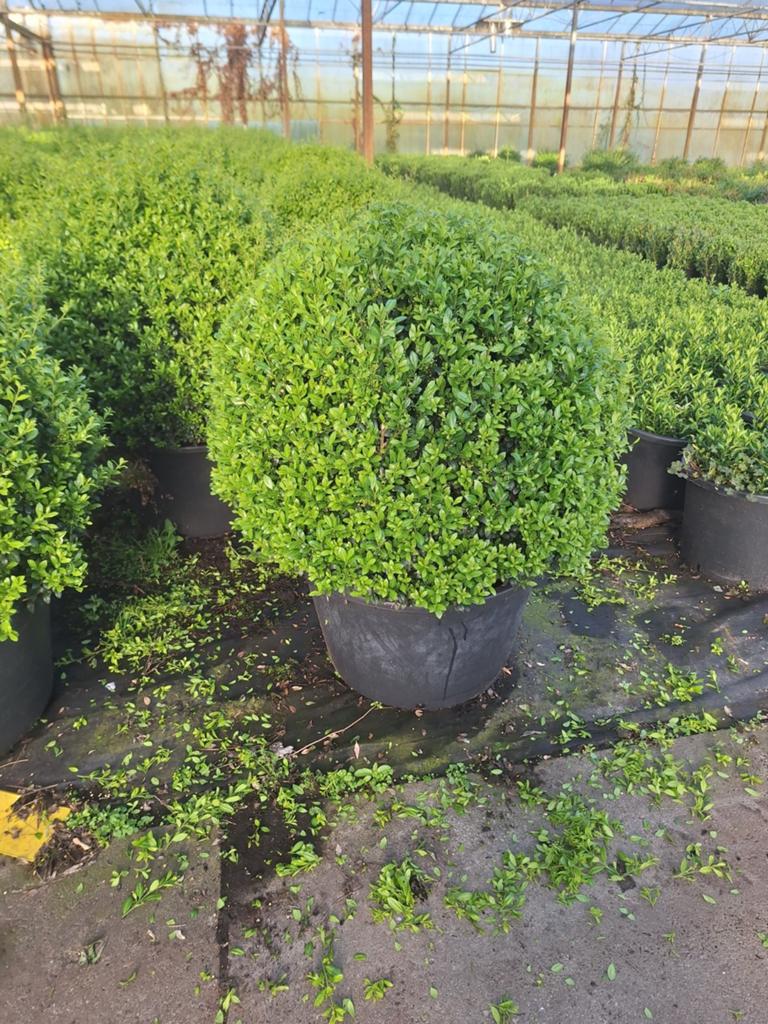 Ilex Crenata 'Caroline Upright' Bollen - Japanse Hulst, Vaste plant, Bloeit niet, Halfschaduw, Ophalen