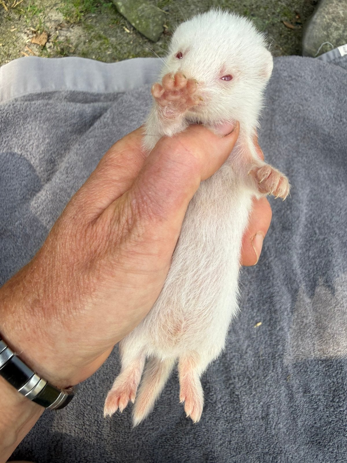 Fret, fret pup, jonge fret ALBINO man, Dieren en Toebehoren, Overige Dieren, Mannelijk, Mei