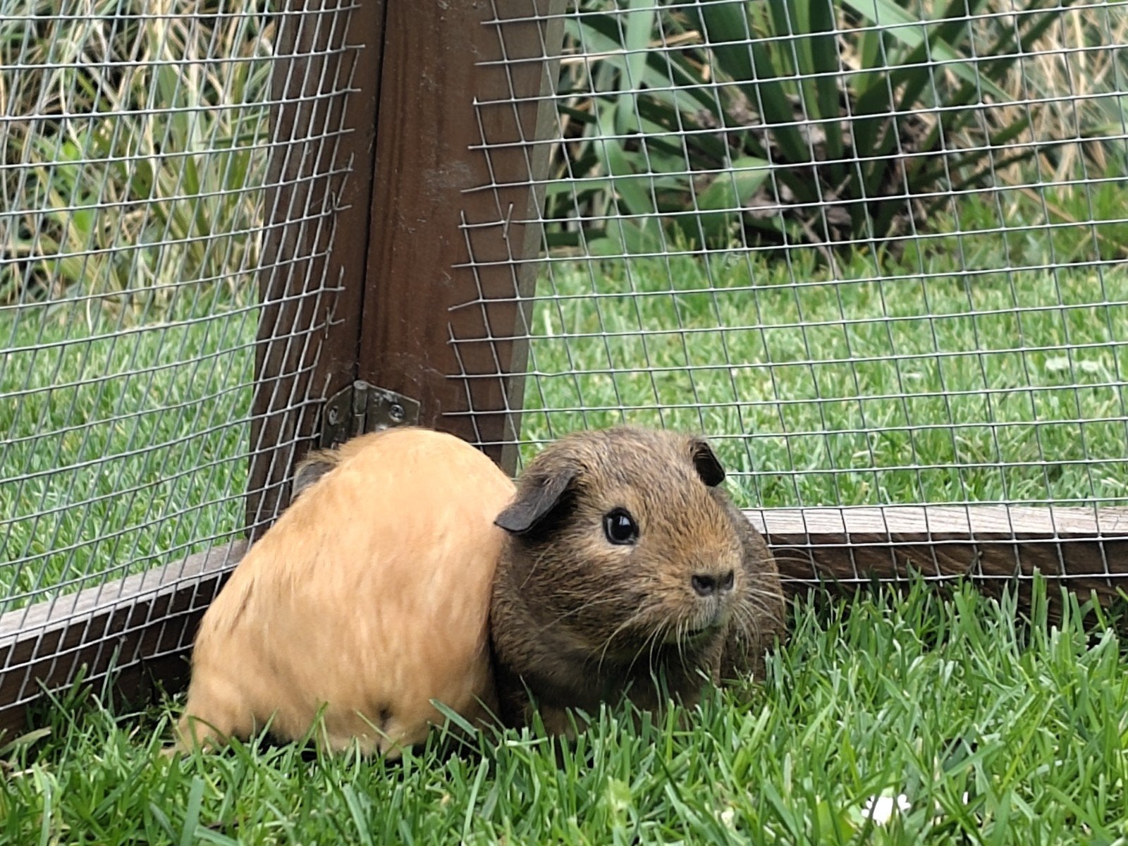 Jonge cavia, Dieren en Toebehoren, Knaagdieren, Cavia, April, Mannelijk, Tam