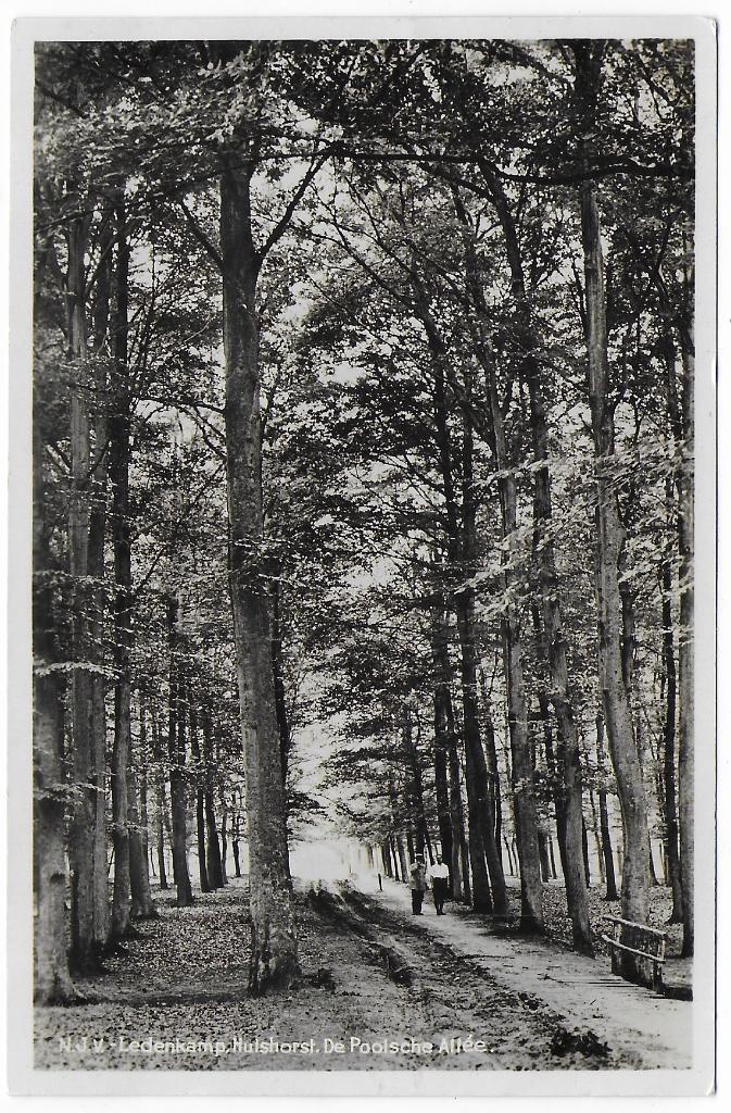 Hulshorst De poolsche Allee  Ansichtkaart ongelopen ( B8155), Ophalen of Verzenden, 1940 tot 1960, Ongelopen