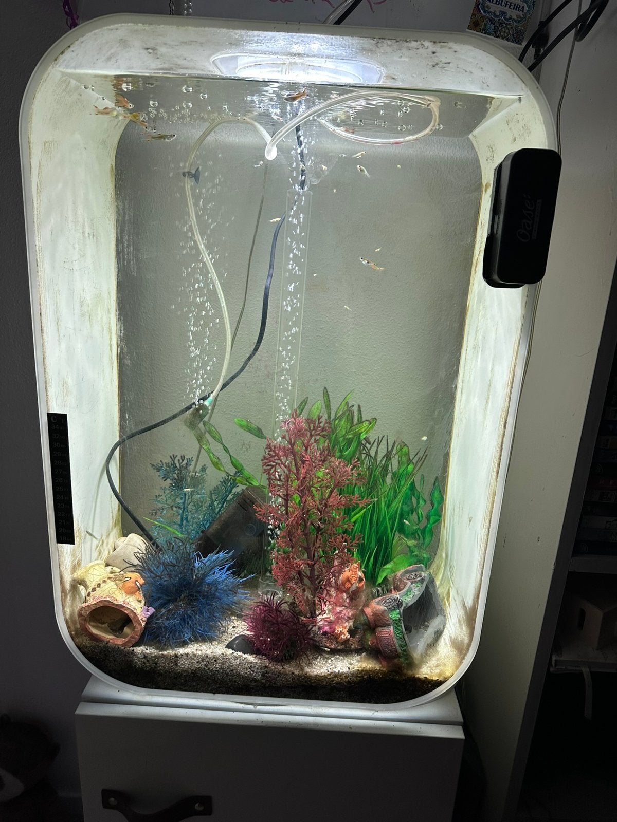 Biorb 60, Dieren en Toebehoren, Overige typen