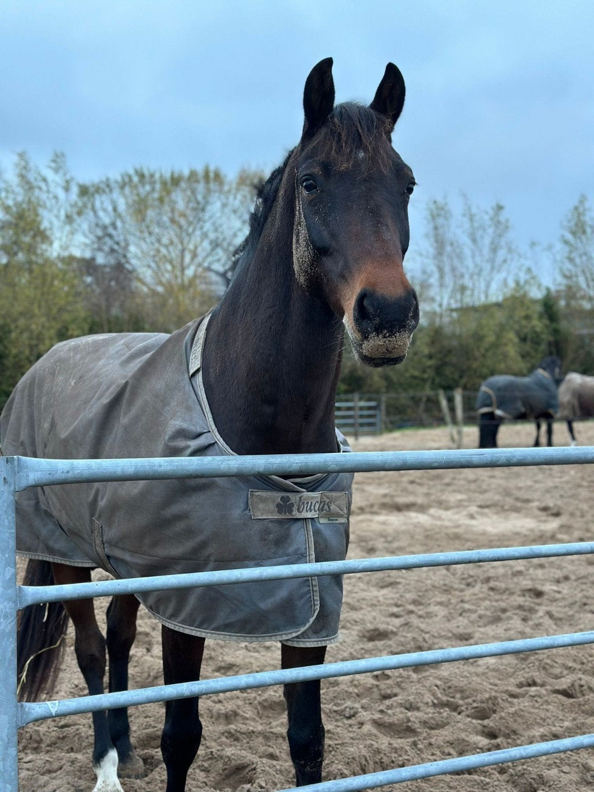 Stalling (kleinschalig) gezocht omgeving Loosdrecht, Stalling, 1 paard of pony