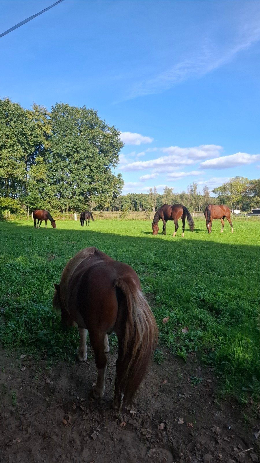 Paard gezocht op Lommstead in Lomm, Dieren en Toebehoren, Stalling, 1 paard of pony