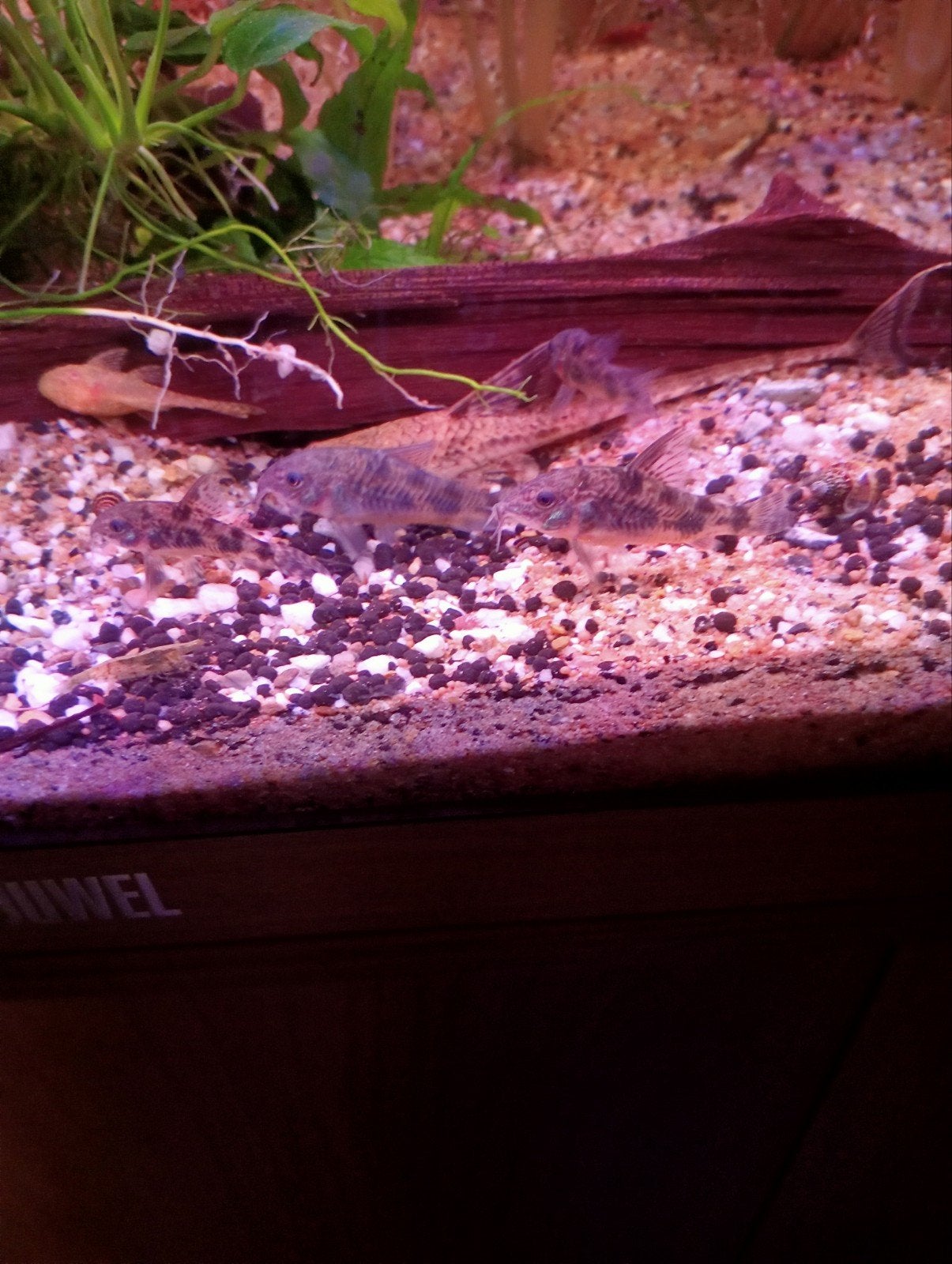 10 jonge corydoras paleatus, tussen de 3 en 5 centimeter, Dieren en Toebehoren, Vissen | Aquariumvissen, Vis