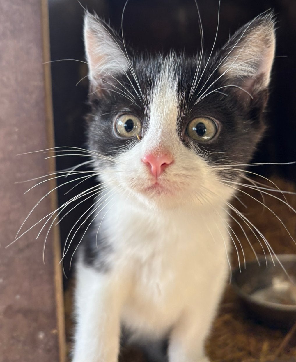 Lieve boerderij kitten, Dieren en Toebehoren, Meerdere dieren