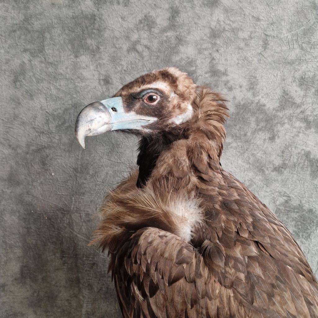 Te koop: Opgezette monniksgier, Verzamelen, Dierenverzamelingen, Nieuw, Opgezet dier, Vogel, Ophalen of Verzenden