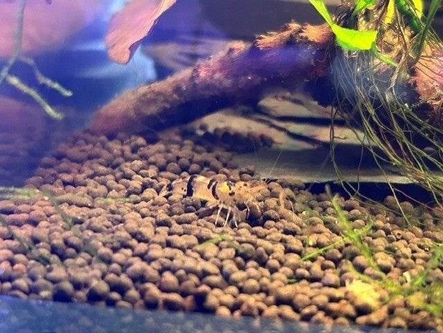 Caridina Raccoon Siergarnaal, Kreeft, Krab of Garnaal, Zoetwatervis
