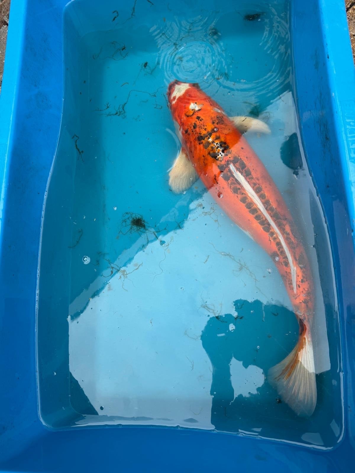 Foto 9 van Te koop, diverse mooie koi’s ivm beëindiging hobby!