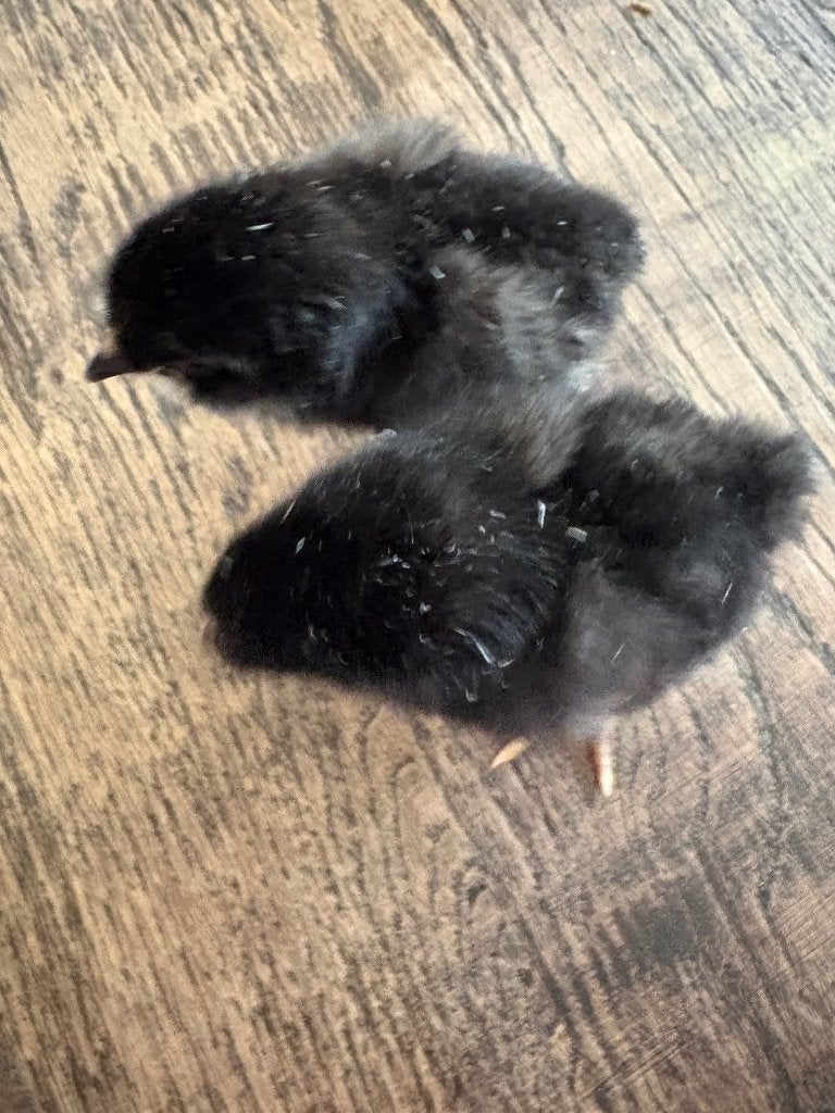 Araucana  hennen, Dieren en Toebehoren, Pluimvee, Vrouwelijk, Kip
