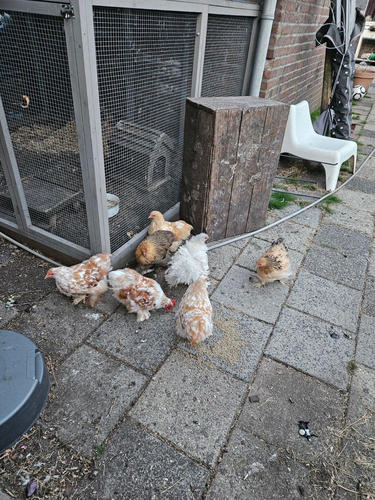 Jonge cochin hennen + haantje, Meerdere dieren, Kip