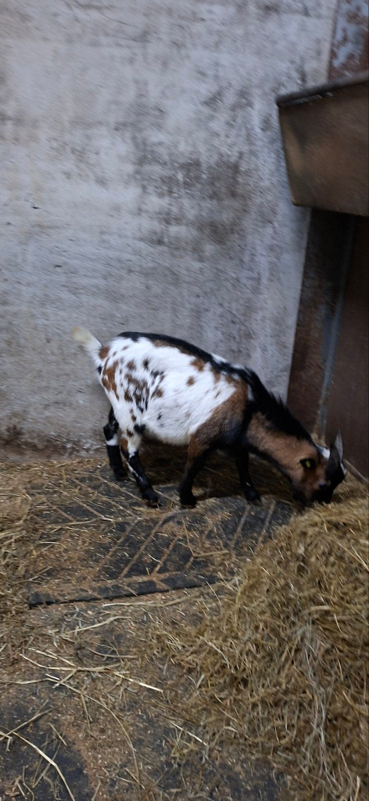 te koop goed ontwikkelde dwergbokken, Mannelijk, Geit, 0 tot 2 jaar