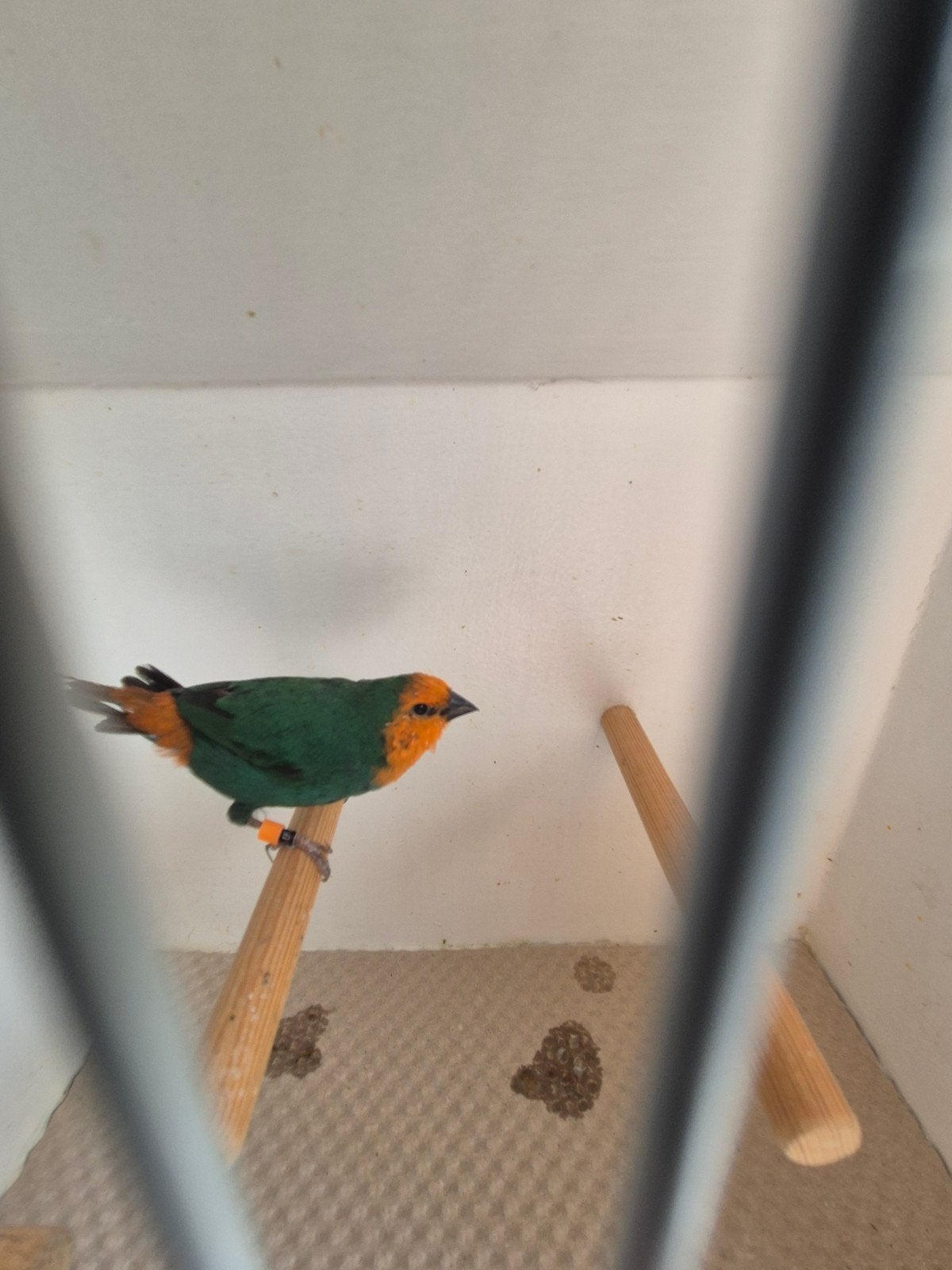 zeegroene oranjekop papegaai amadine te koop., Mannelijk, Tropenvogel, Geringd