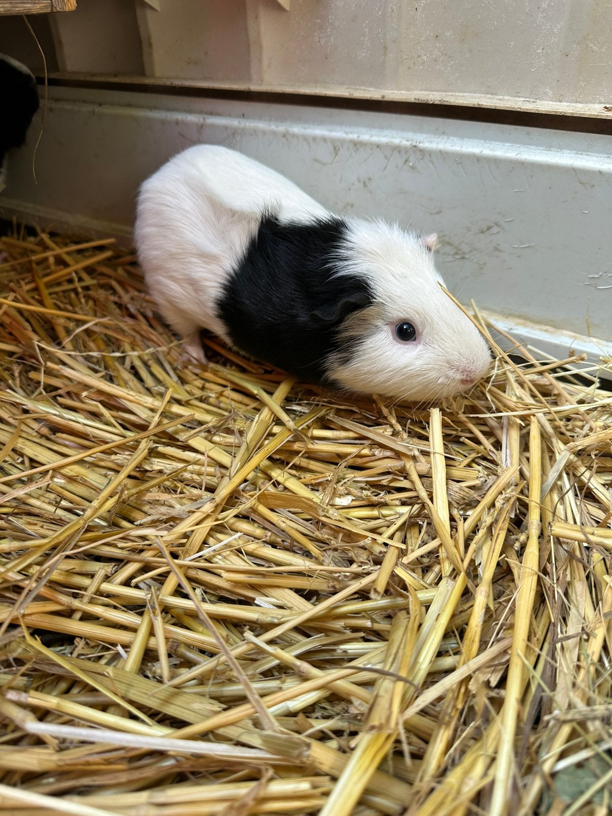 Lieve cavia beertjes, Mei, Mannelijk, Cavia