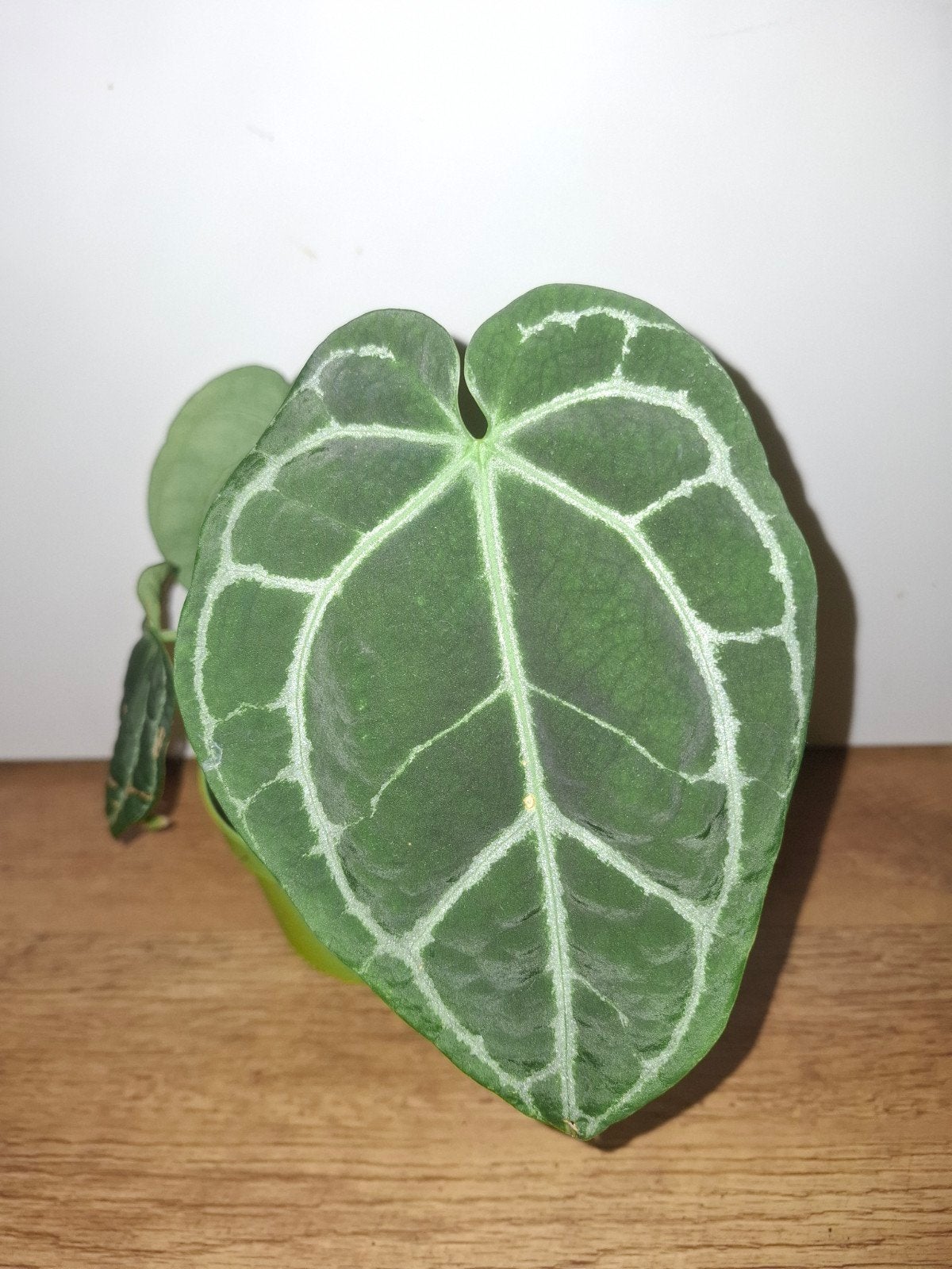 Anthurium clarinervium 2, Ophalen, Halfschaduw, Minder dan 100 cm