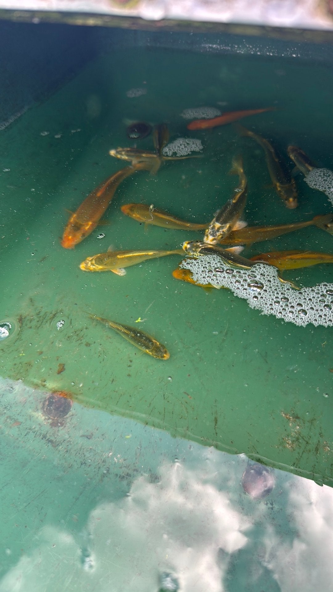 Kooi karper, Dieren en Toebehoren, Karper of Koi