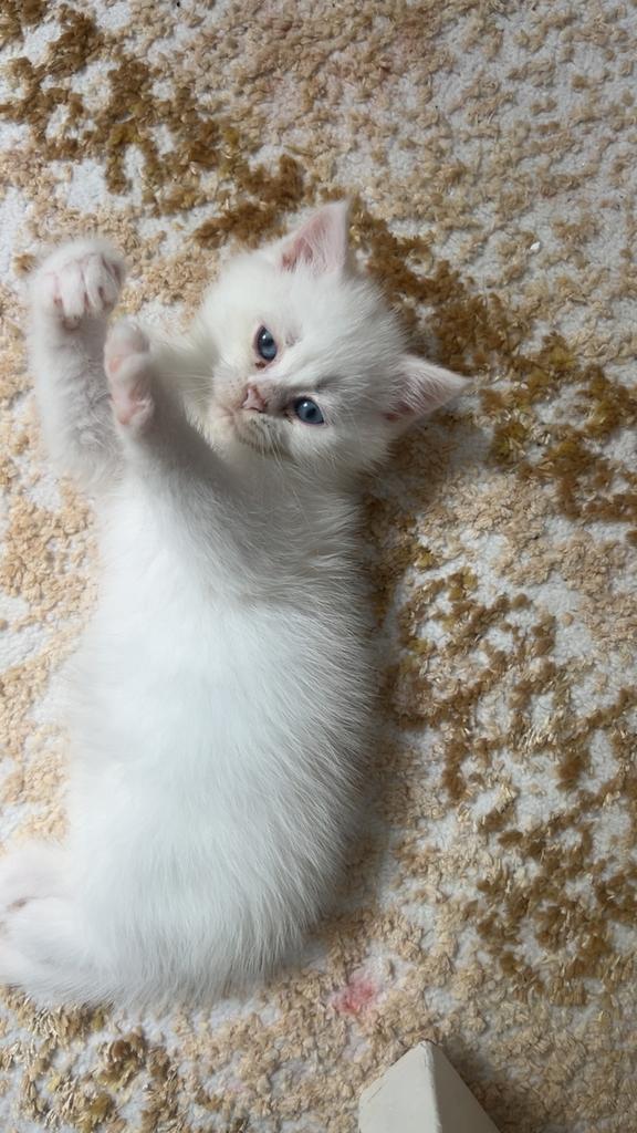 Te koop:4 Brits langhaar/korthaar kittens, Dieren en Toebehoren, Katten en Kittens | Raskatten | Korthaar, Meerdere dieren, 0 tot 2 jaar