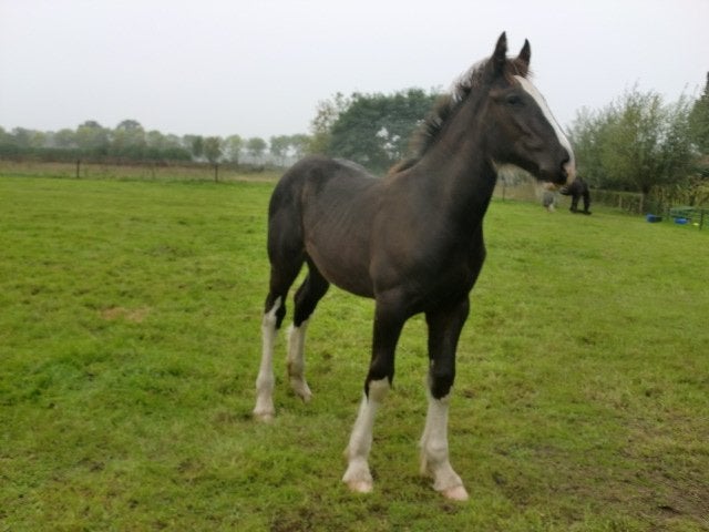Shire merrieveulen en hengstveulen, 175 cm of meer, Met stamboom, Niet van toepassing, Dressuurpaard