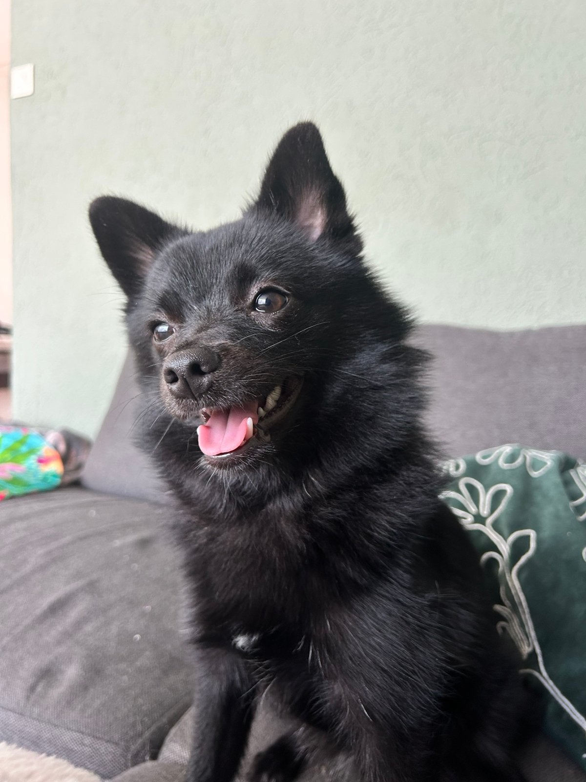 Pomsky pup, 15 weken tot 1 jaar, Overige rassen, Teef, Parvo