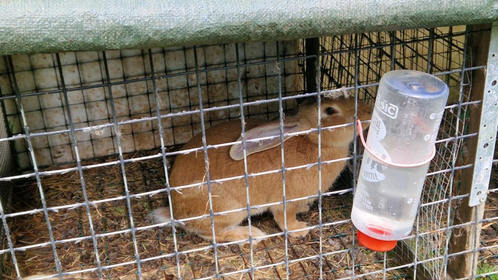 2 Groot Lotharinger konijnen, Dieren en Toebehoren, Konijnen