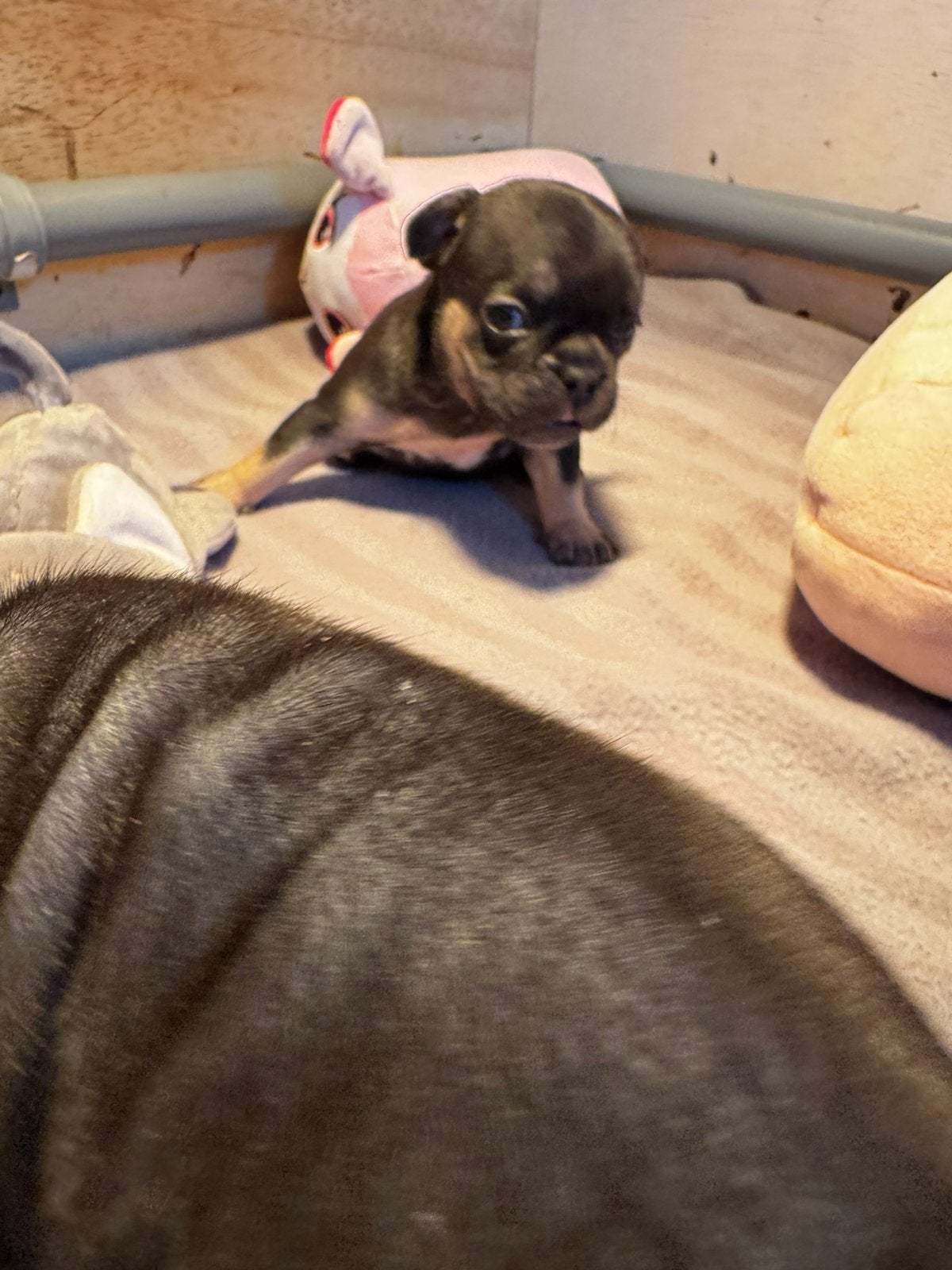 Franse Bulldog reserveren, 8 tot 15 weken, Bulldog, Meerdere, Meerdere dieren