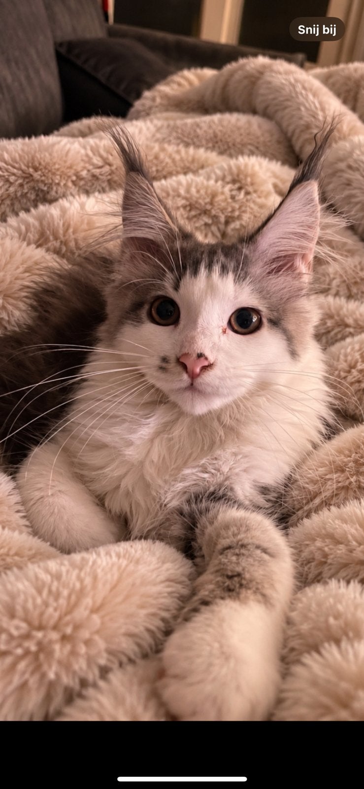Prachtige Maine Coon kittens, Meerdere dieren, Gechipt, 0 tot 2 jaar