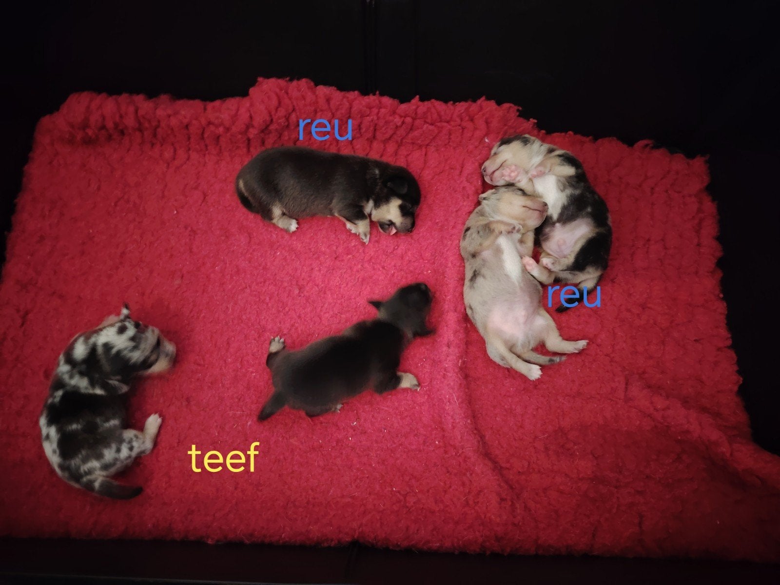 Zeer mooie Jack Russel pups uit geteste ouders, Dieren en Toebehoren, Honden | Jack Russells en Terriërs, Jack Russell Terriër
