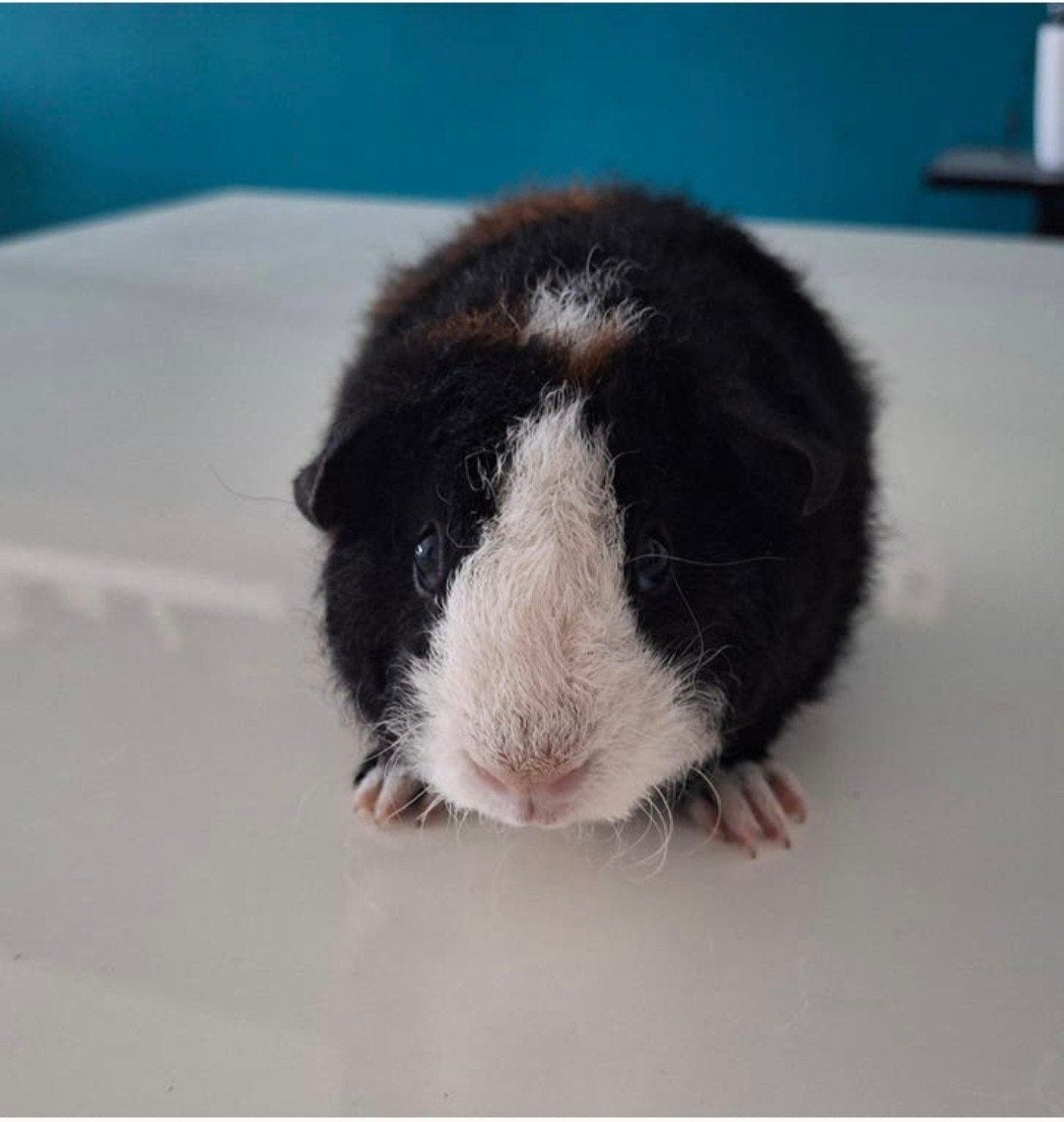 US Teddy beer, Dieren en Toebehoren, Cavia, Juni, Mannelijk, Tam