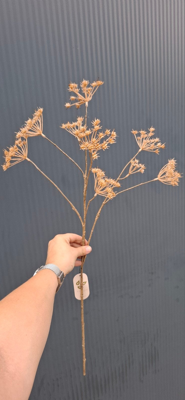 Zijden Heracleum mini spray Beige, Ophalen of Verzenden, Nieuw, Binnen, 75 cm