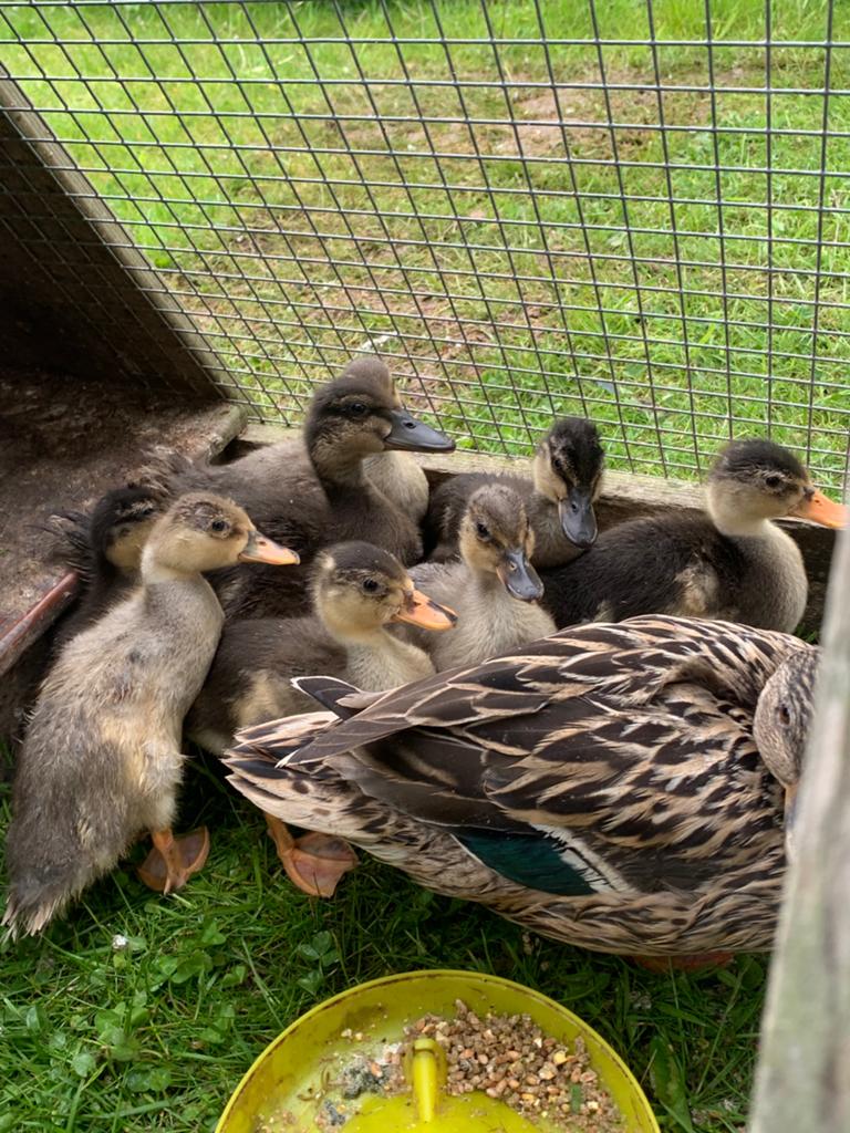Kwaker eendjes, Dieren en Toebehoren, Pluimvee, Meerdere dieren, Eend