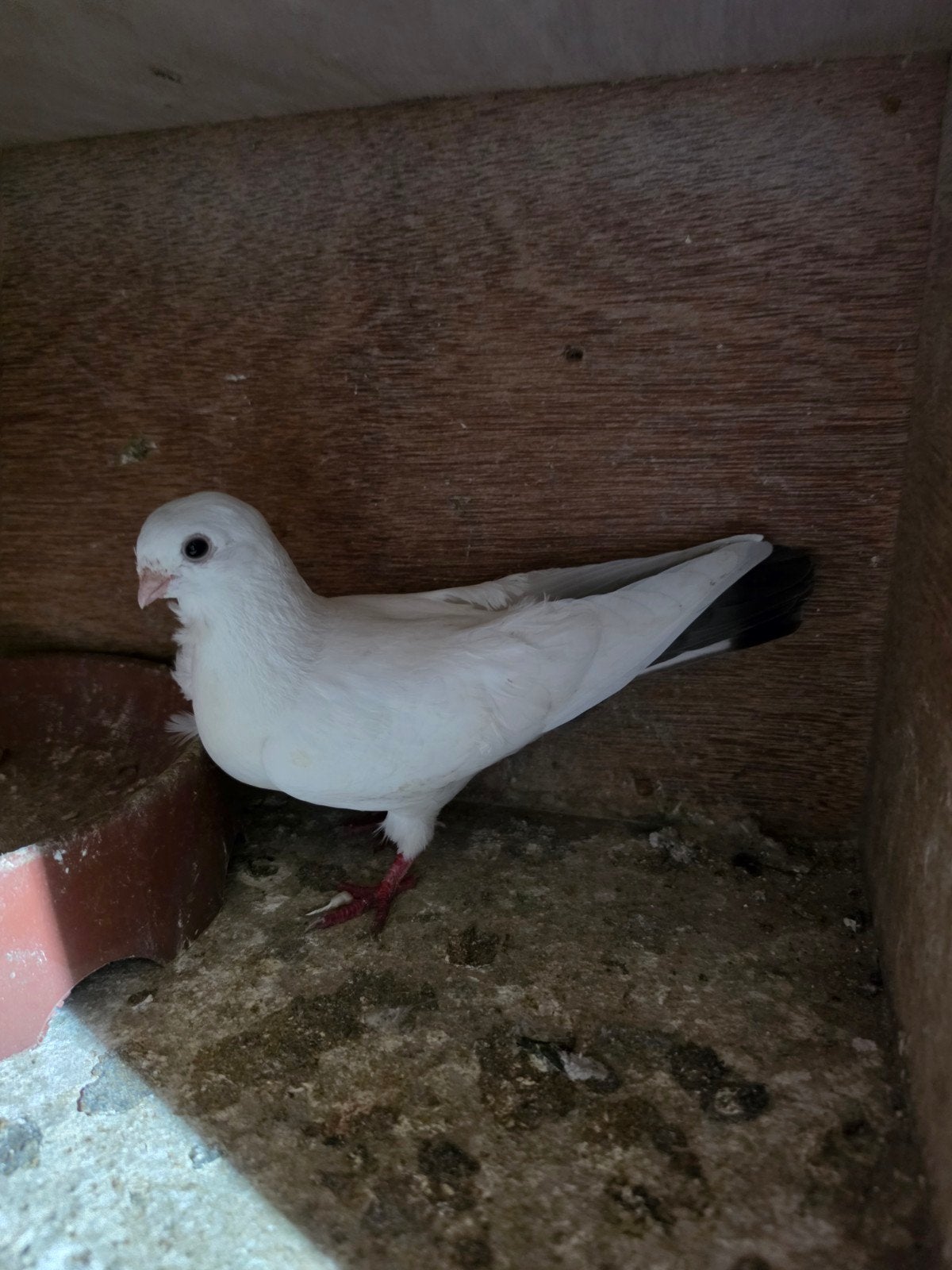 een koppel duiven, Dieren en Toebehoren