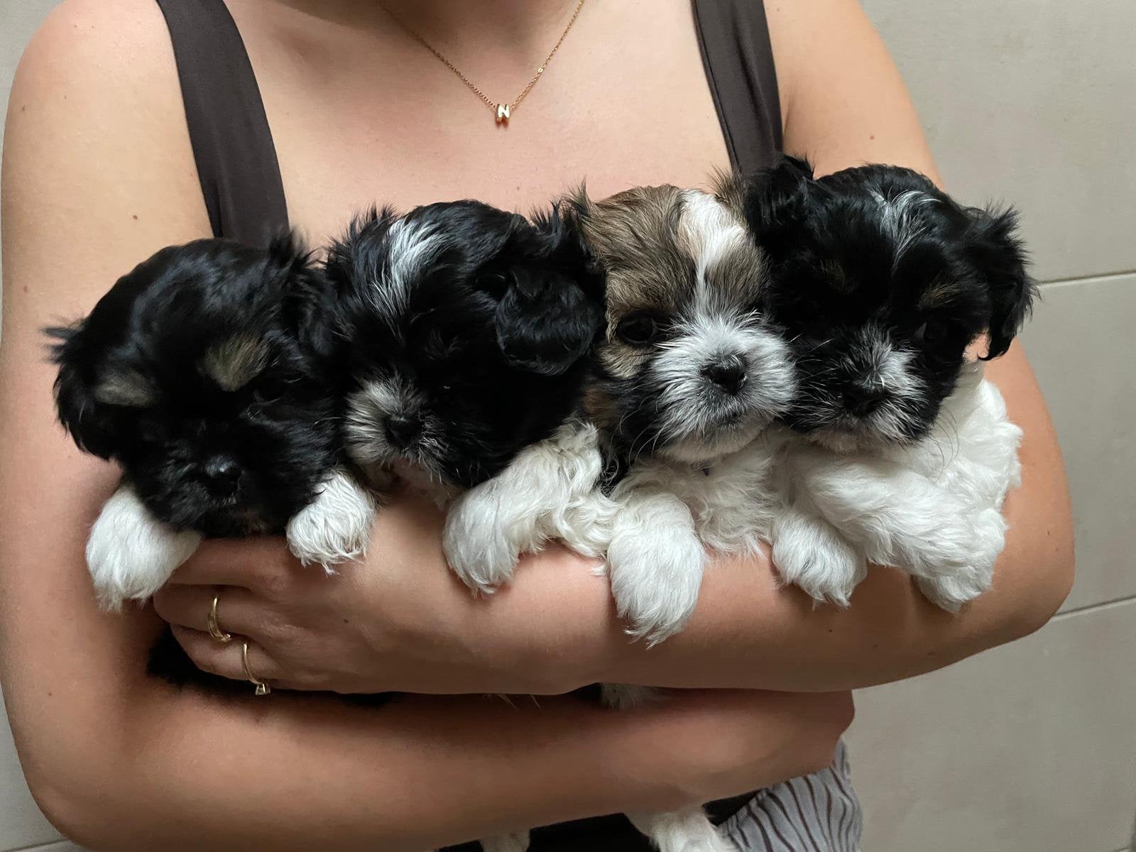 Shih tzu x maltezer pups, Overige rassen, 8 tot 15 weken, Parvo, Meerdere