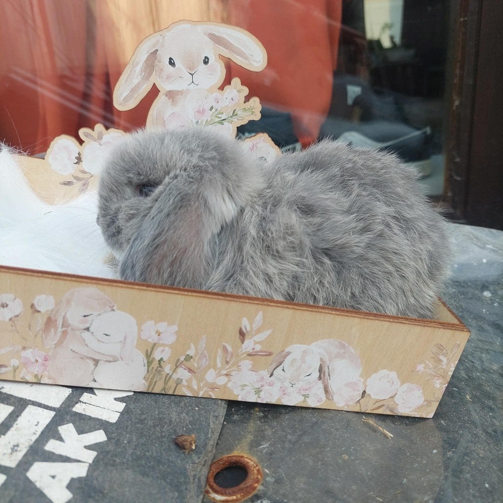 minilopje, Dieren en Toebehoren, Konijnen, Dwerg, Vrouwelijk, Hangoor