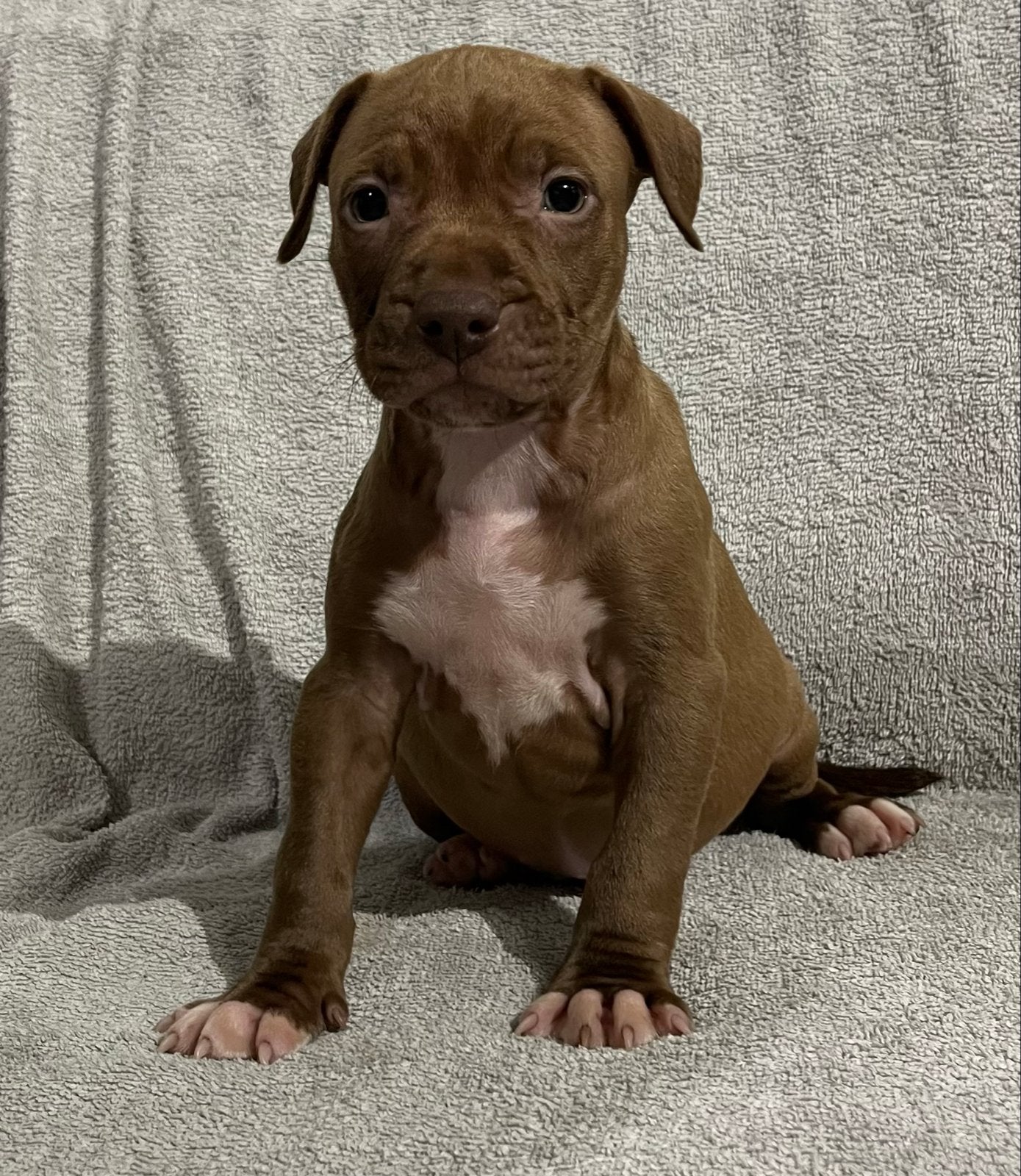amerikaanse stafford pups, Dieren en Toebehoren, CDV (hondenziekte), 8 tot 15 weken, Meerdere, Meerdere dieren