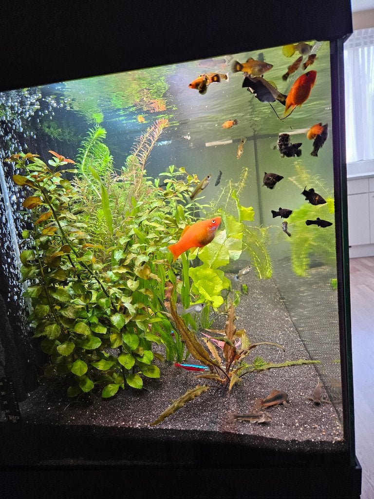 Vissen en planten, Vis, Zoetwatervis