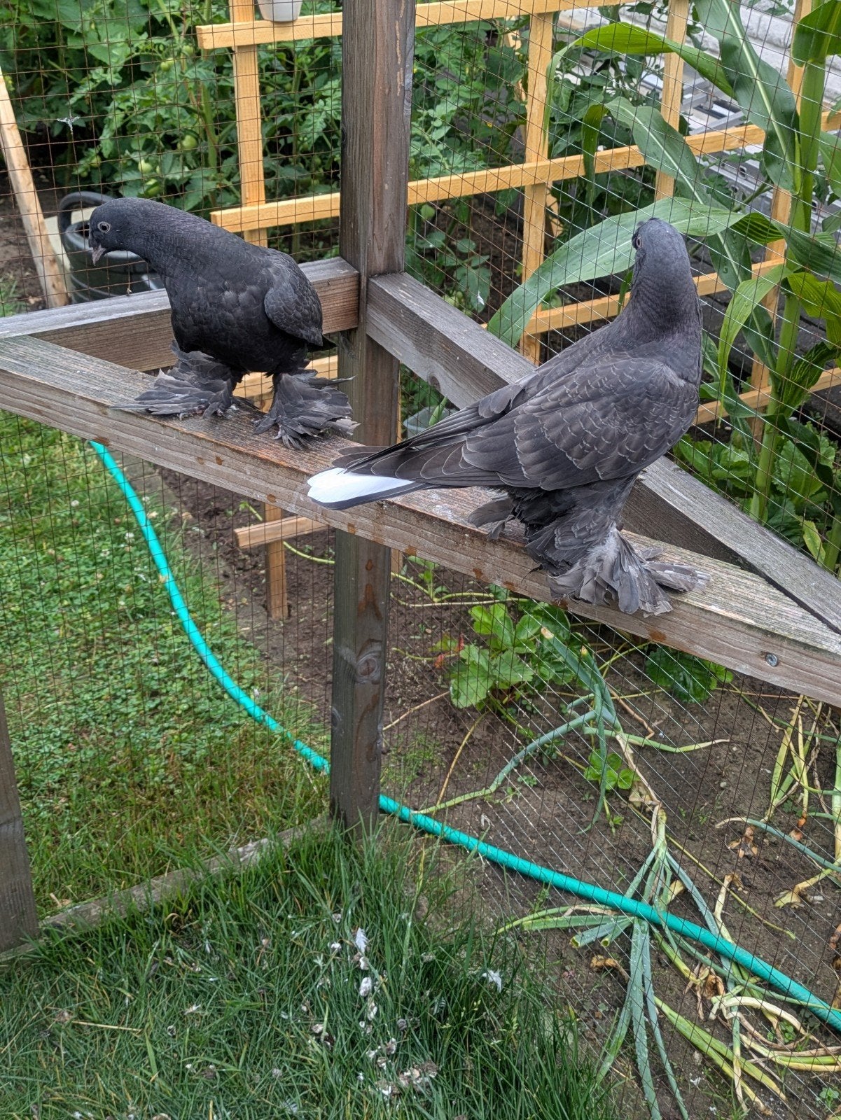 takla Duiven, Dieren en Toebehoren, Pluimvee, Meerdere dieren, Kip