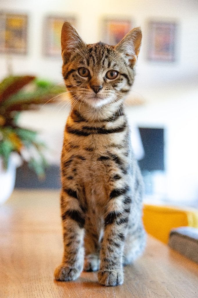 Lieve half-Bengaal kittens zoeken een warm en passend t, Dieren en Toebehoren, Meerdere dieren, Ontwormd, 0 tot 2 jaar
