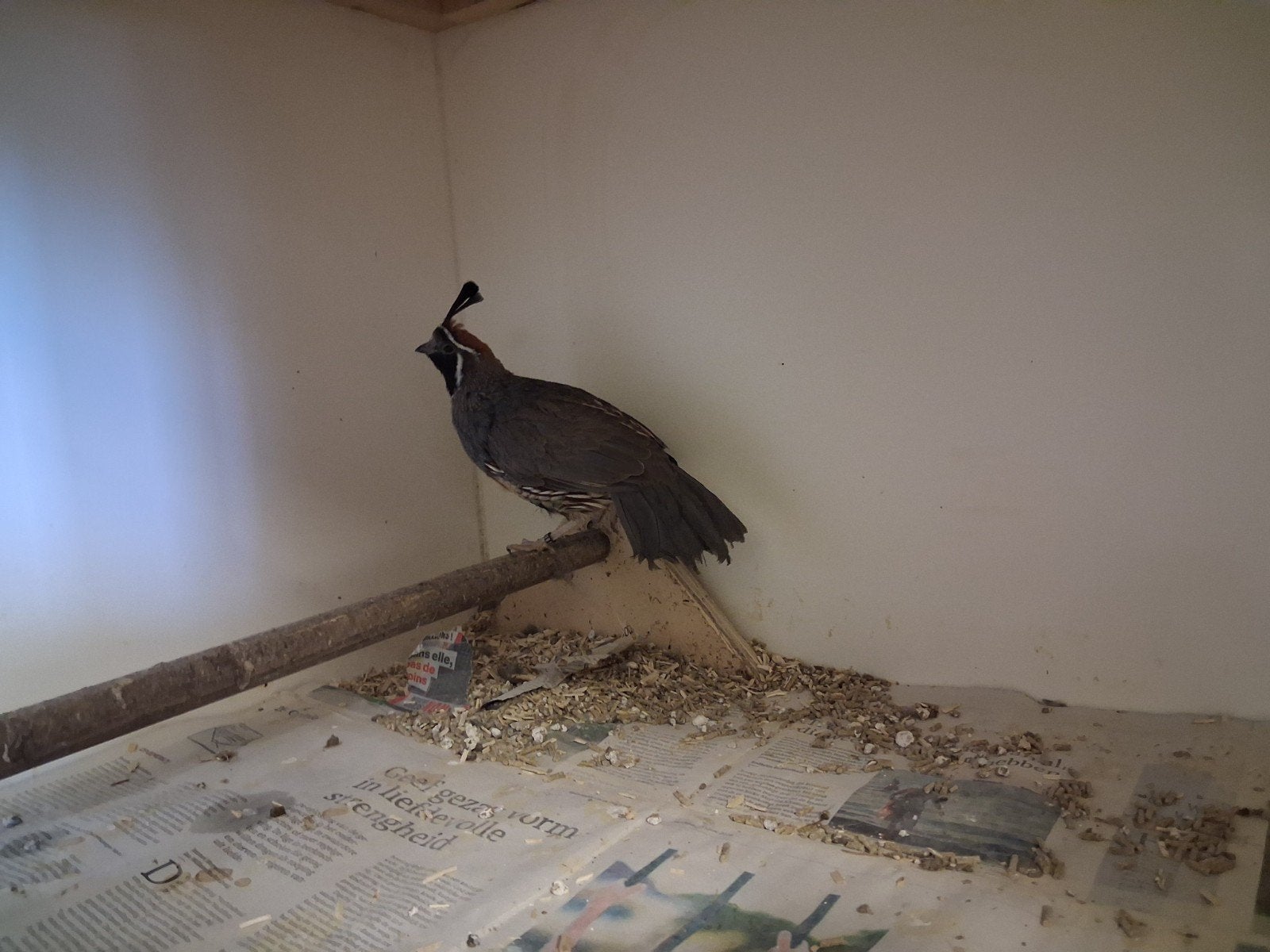 koppel gambelkwartels, Dieren en Toebehoren, Meerdere dieren