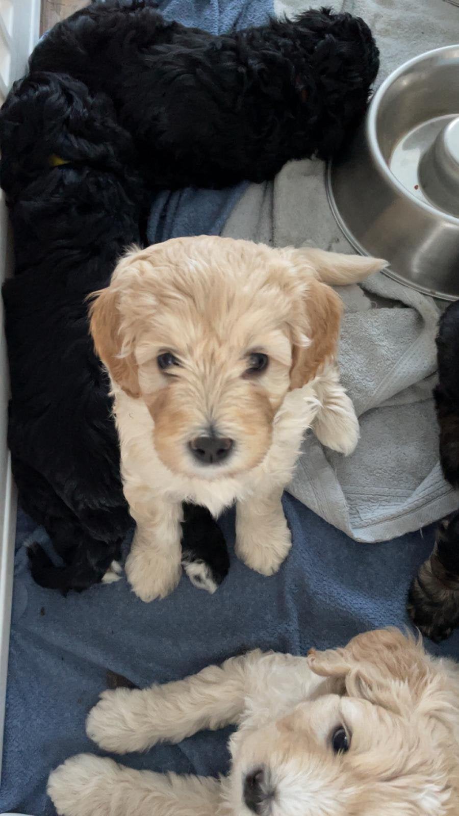 NOG 2 PUPS BESCHIKBAAR! Australian Labradoodle pups, Parvo, 8 tot 15 weken, Meerdere, Meerdere dieren