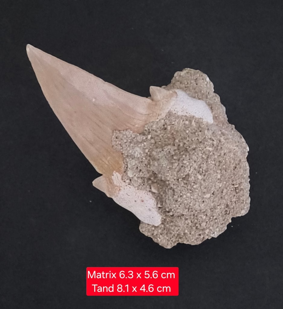 Fossiele haaientand ( Otodus obliquus), Ophalen of Verzenden, Fossiel