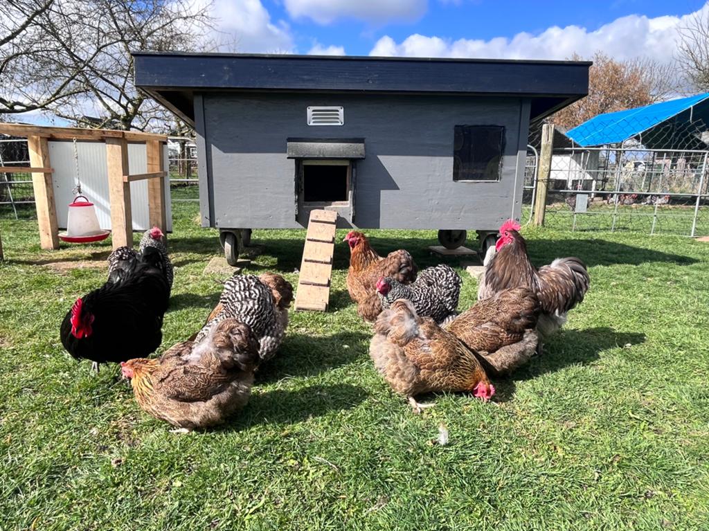 Orpington kriel broedeieren, Dieren en Toebehoren, Pluimvee, Geslacht onbekend, Kip