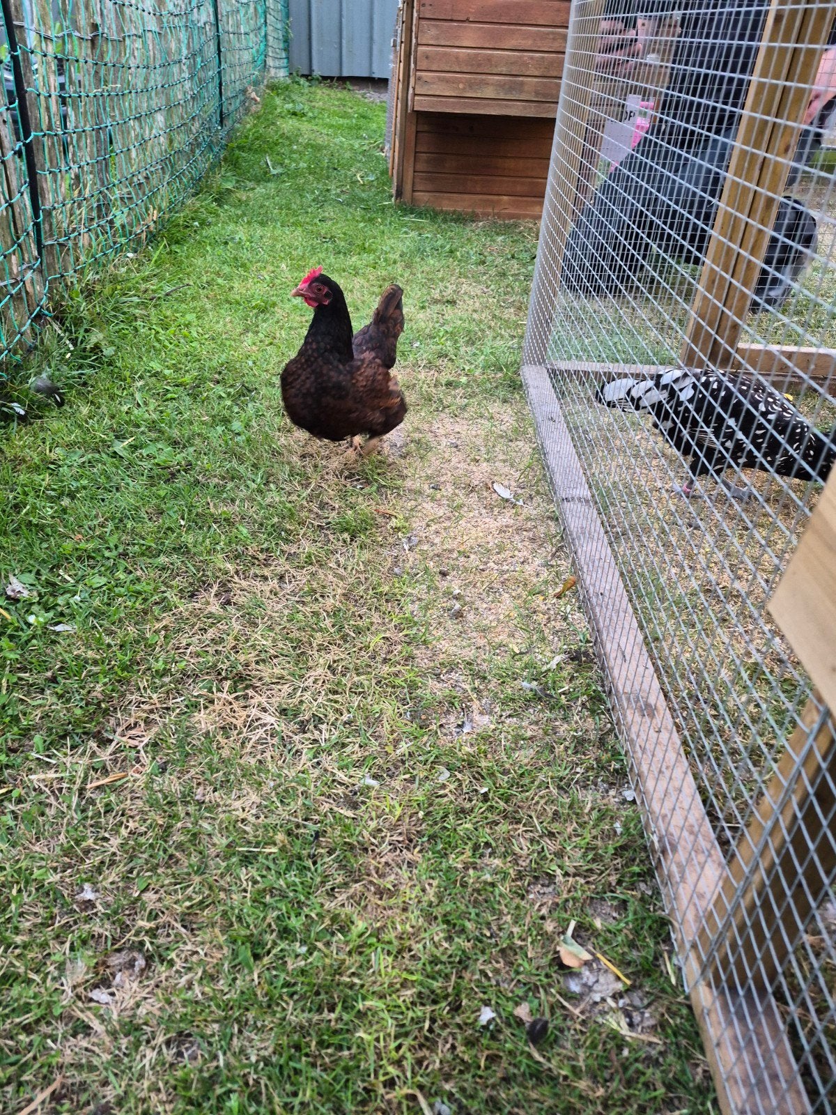 2 Barnevelder kriel hennen – 1 jaar oud, Dieren en Toebehoren, Vrouwelijk, Kip