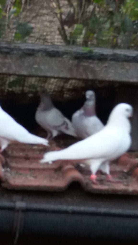 figurite duifjes, Meerdere dieren, Overige soorten